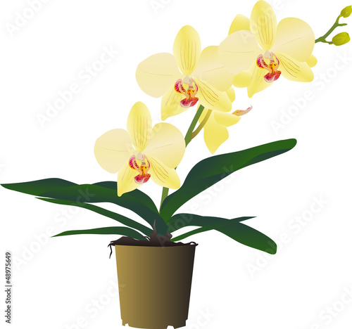 yellow orchid flower branch in pot