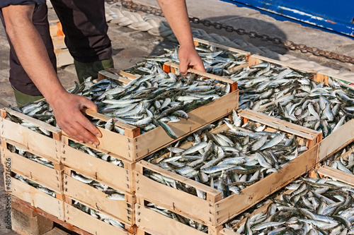 mediterranean sardines photo