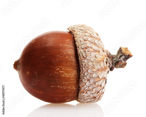 brown acorn, isolated on white
