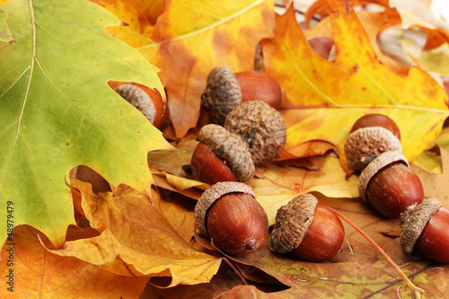 brown acorns on autumn leaves, close up photo