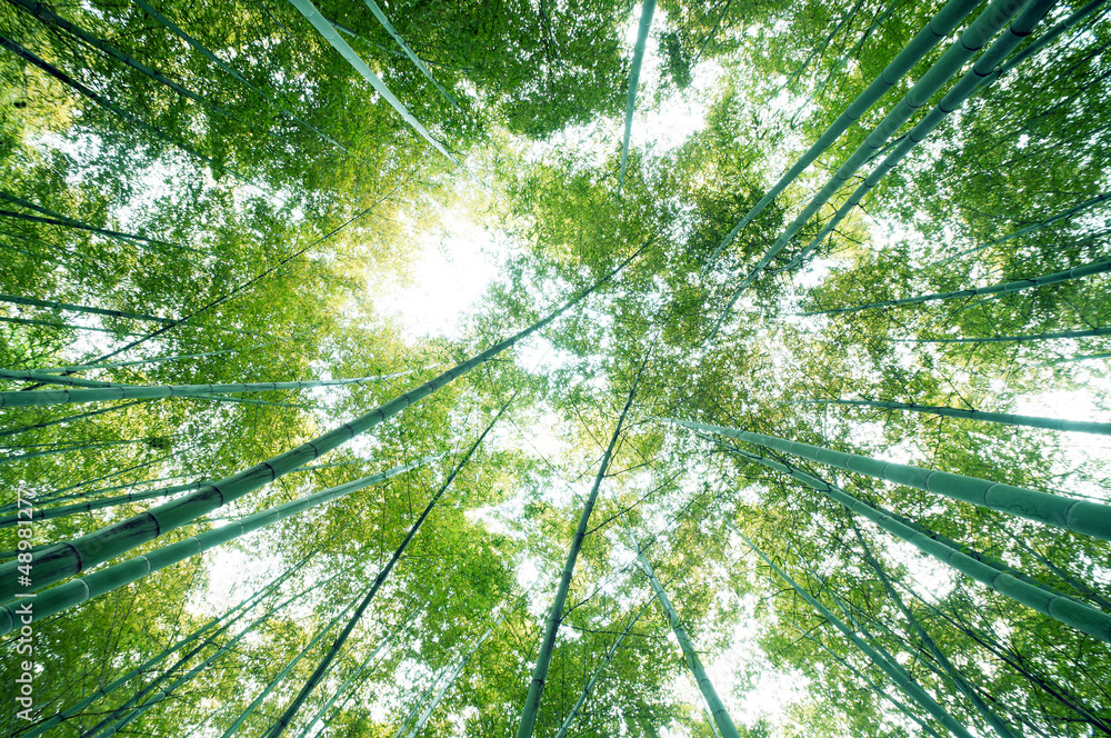 bamboo forest