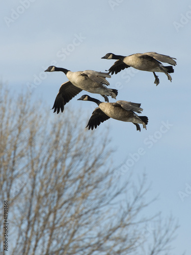 Trio of Canada Geese