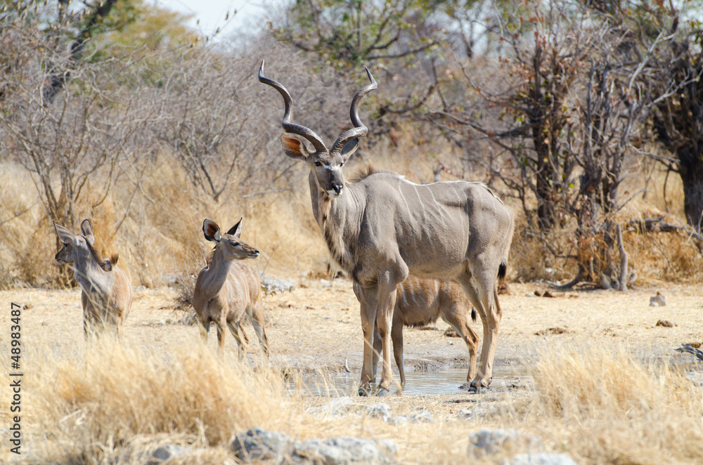 Greater kudu bull (Tragelaphus strepsiceros) with calves Greater kudu bull (Tragelaphus strepsiceros) with calves