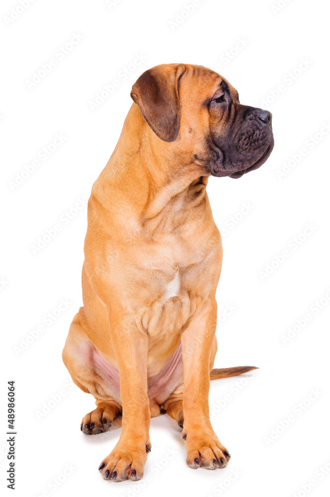 red puppy bullmastiff red puppy bullmastiff