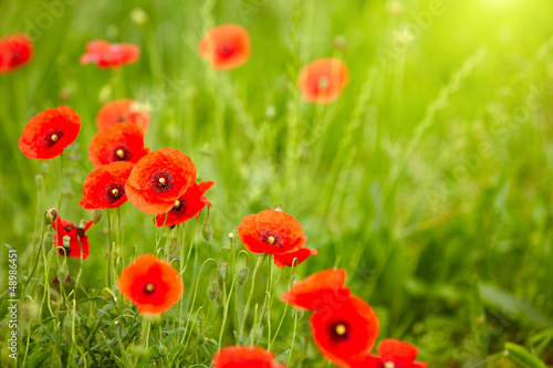 Fototapeta Naklejka Na Ścianę i Meble -  Field of poppies