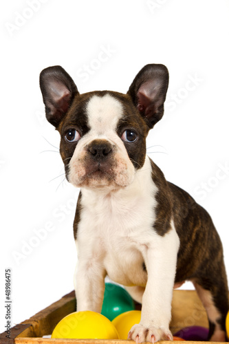 Fototapeta Naklejka Na Ścianę i Meble -  Boston terrier puppy play