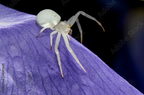 Fotografia A white spider on a iris leaf