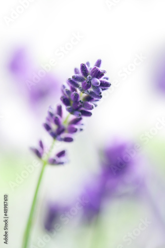 Fototapeta Naklejka Na Ścianę i Meble -  lavender flowers
