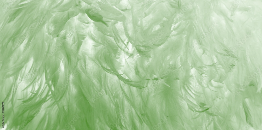 Obraz premium Green feathers background