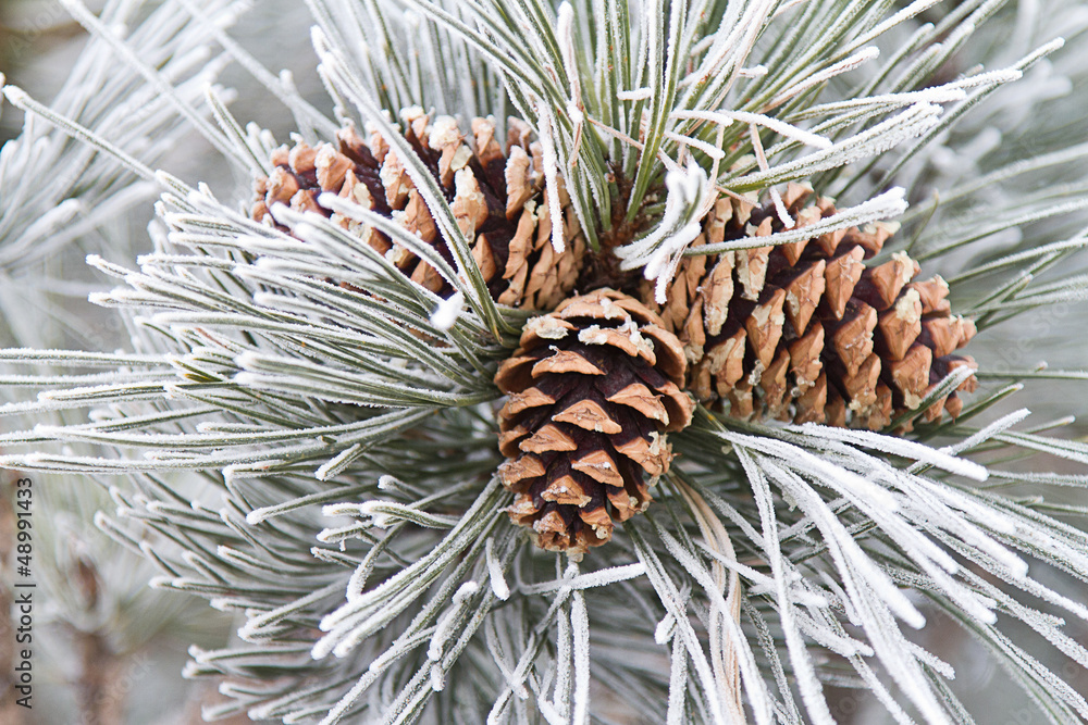 Naklejka premium Frosted Pine Cones & Needles