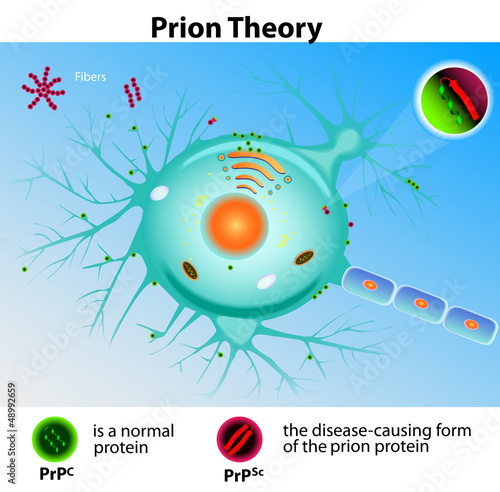 Prion Theory. Mad Cow Disease