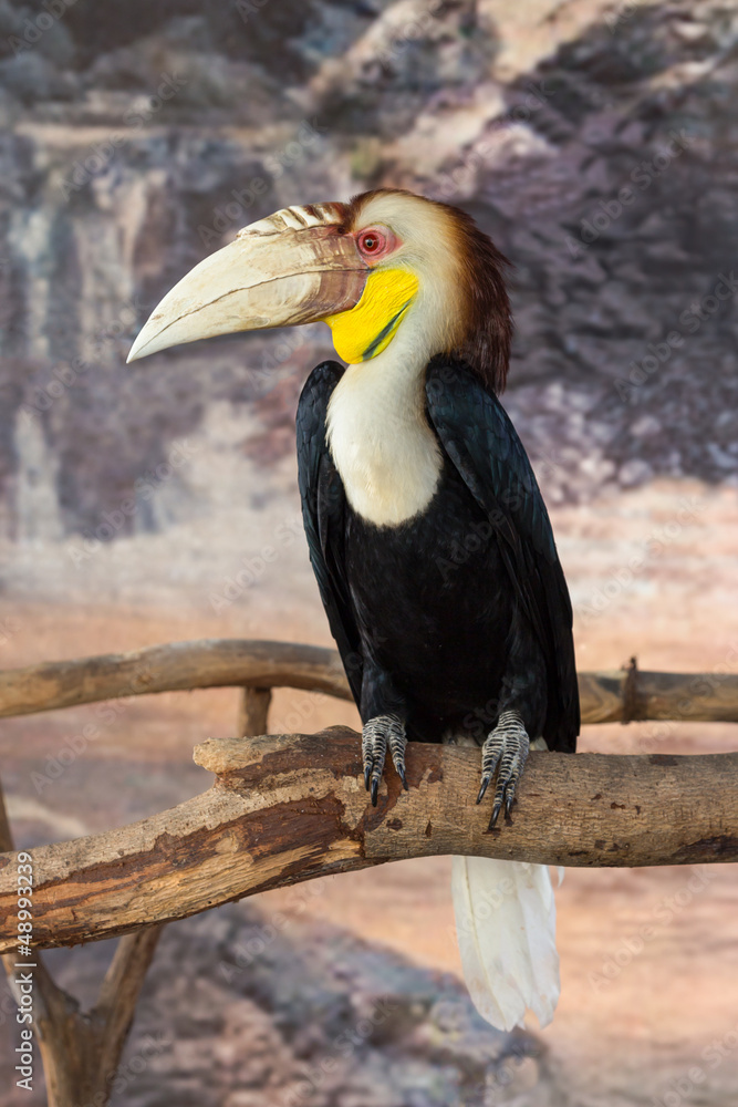 Obraz premium Wreathed hornbill (Rhyticeros undulatus)