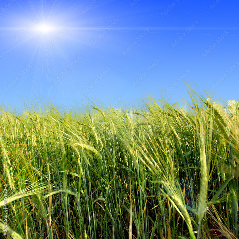 Obraz premium Green meadow under blue sky