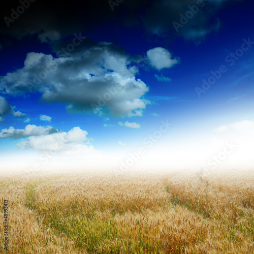 yellow field with blue sky