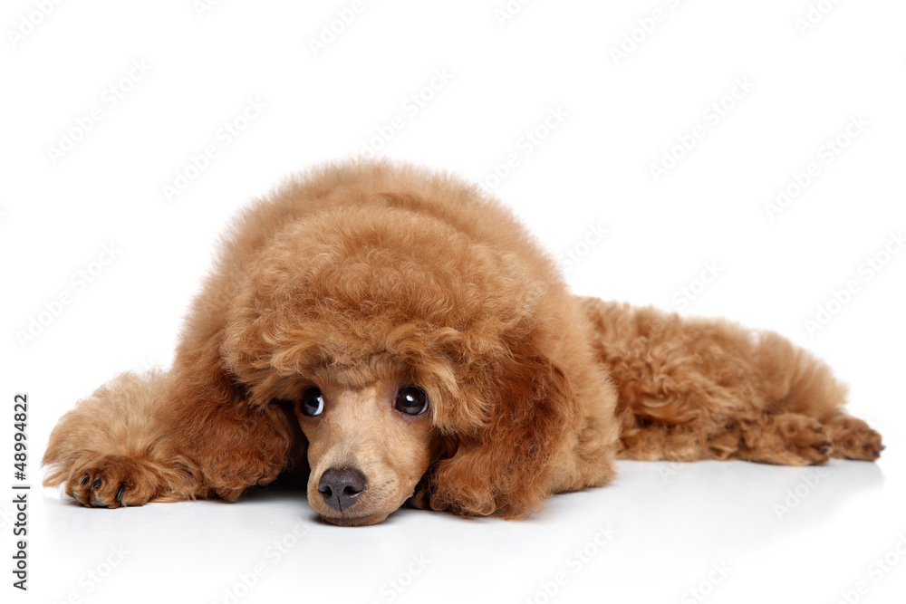 Toy Poodle puppy resting on a white background Toy Poodle puppy resting on a white background