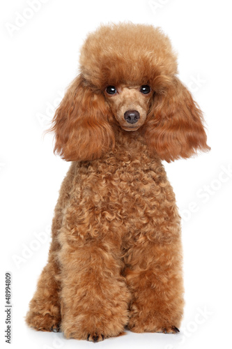 Toy Poodle puppy on a white background © jagodka