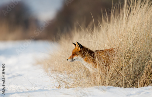 Red fox comes out of a bushes #48996400