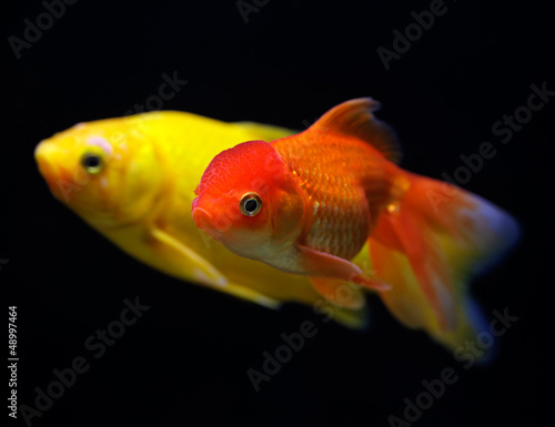 Goldfish (Carassius auratus auratus) swimming underwater © HamsterMan
