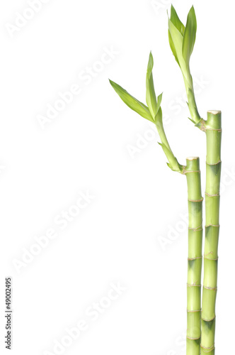 two stems of bamboo isolated