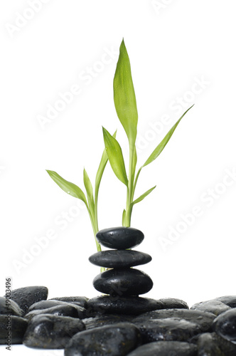 stacked stones and green plant
