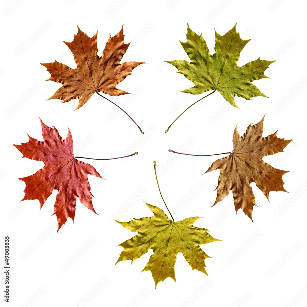 Fototapeta premium color maple leaves
