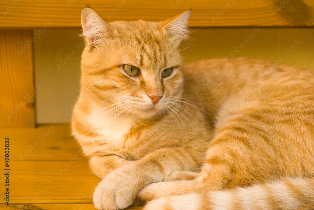 Orange cat