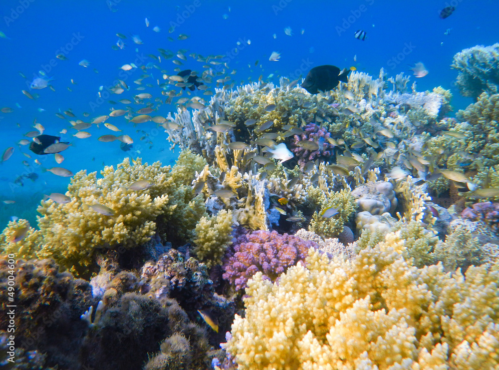 Naklejka premium Coral and fish