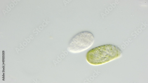 real life micro organism footage under a microscope