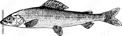 Photography Fish thymallidae