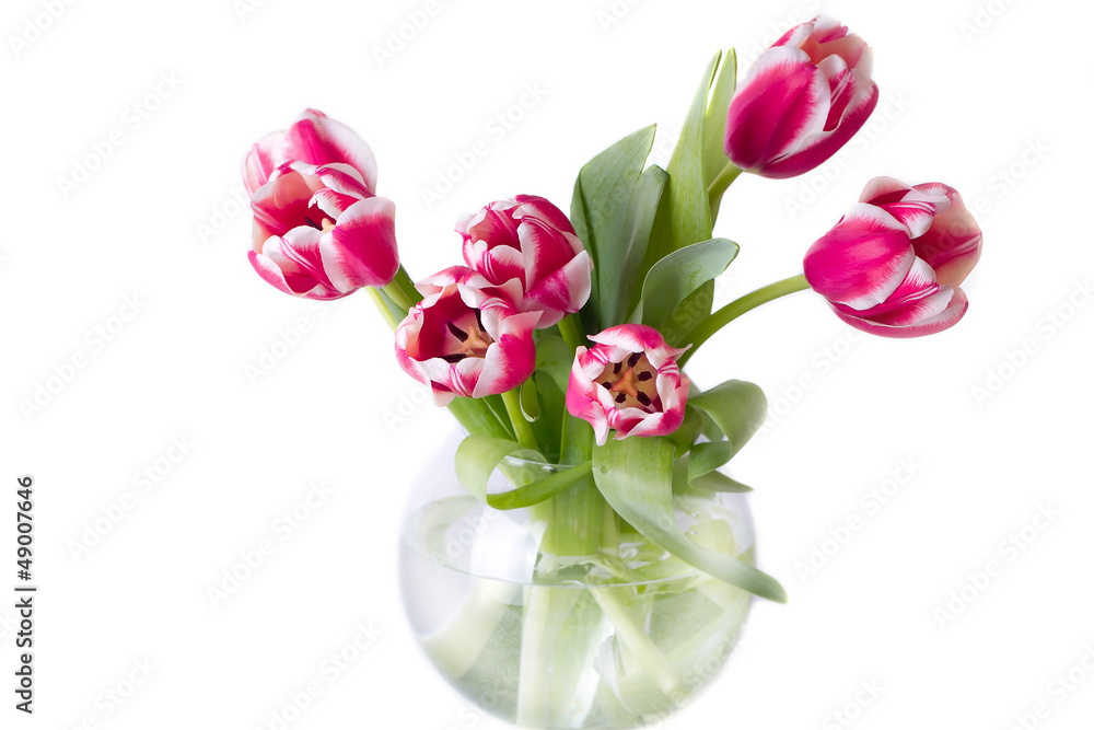 Bouquet of red tulips. isolated