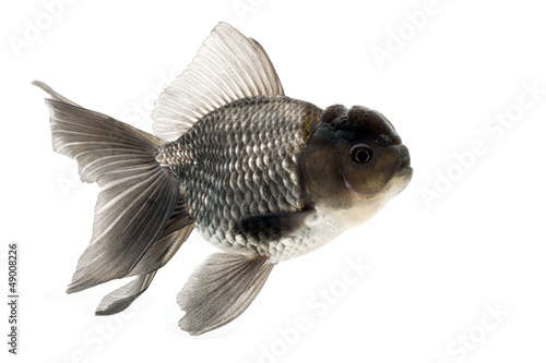 Photography Goldfish