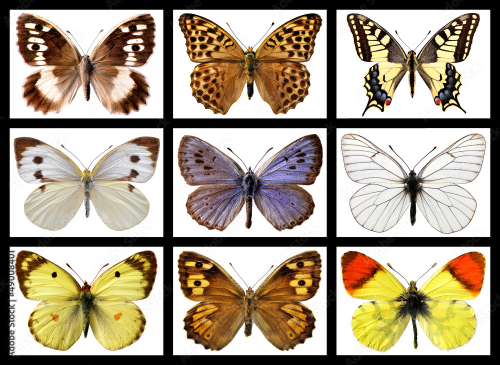 Obraz premium Nine mosaic photos of french butterflies