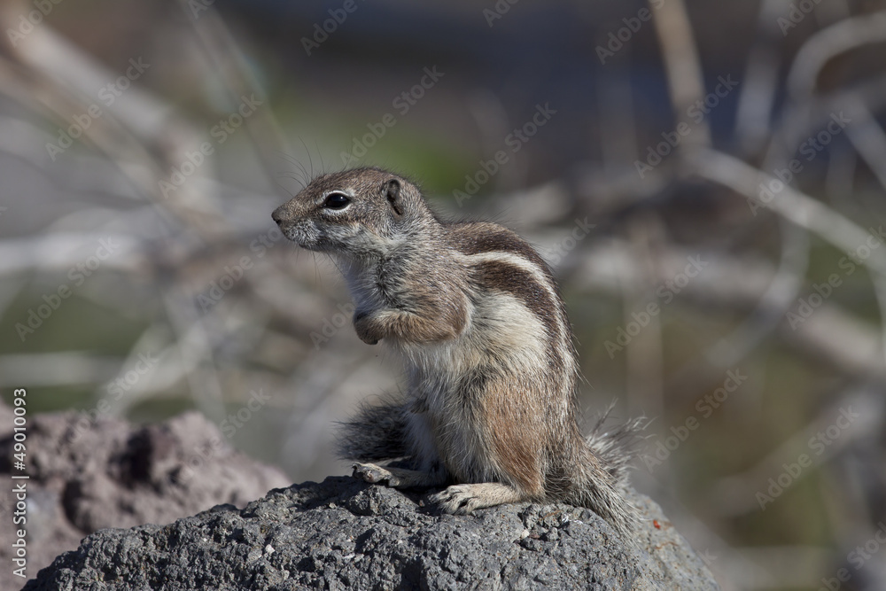 Atlashörnchen Atlashörnchen