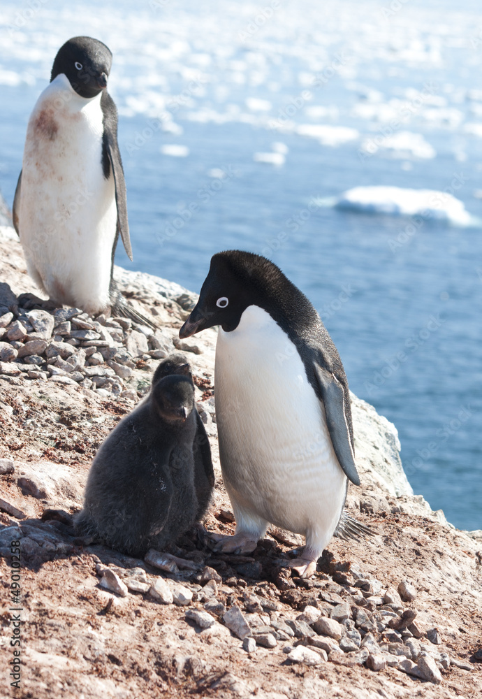 Obraz premium Adelie penguins in the family nest.