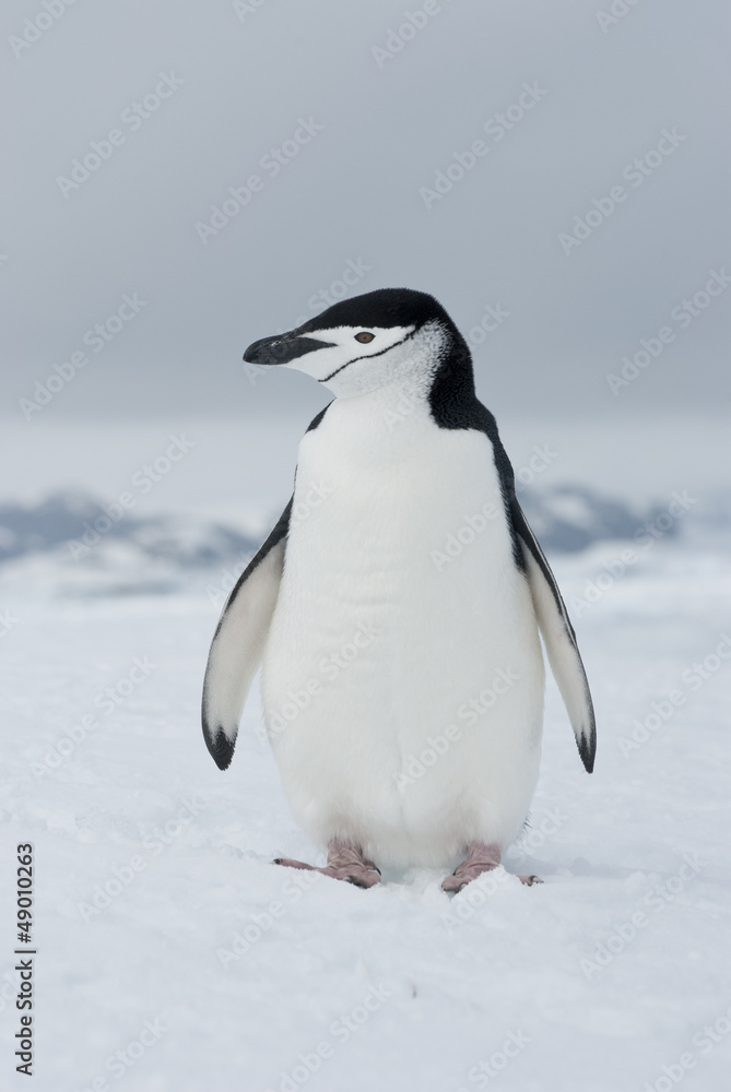 Fototapeta premium Antarctic penguin winter overcast day.