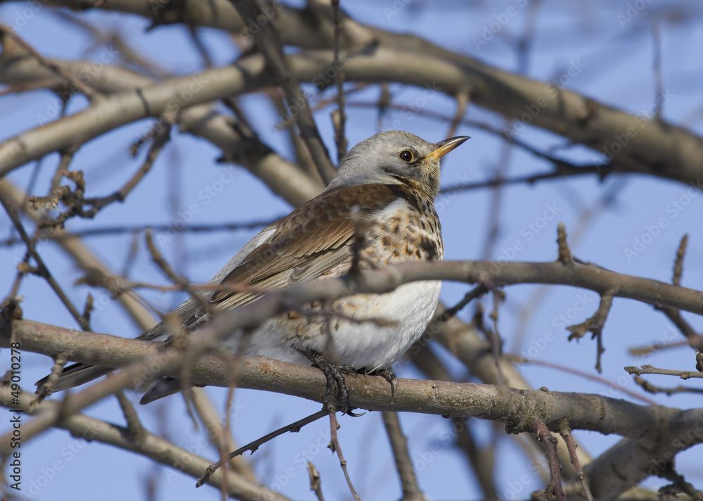 Fieldfare Thrush sitting on a tree branch. Fieldfare Thrush sitting on a tree branch.