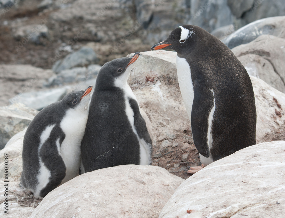 Fototapeta premium Gentoo penguin family in the rocks.