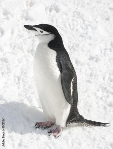 Antarctic penguin in the snow on a sunny day.