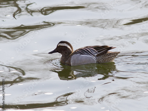 Garganey (Anas querquedula) floating on the water-1.