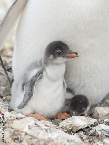 Gentoo penguin chicks in the nest.