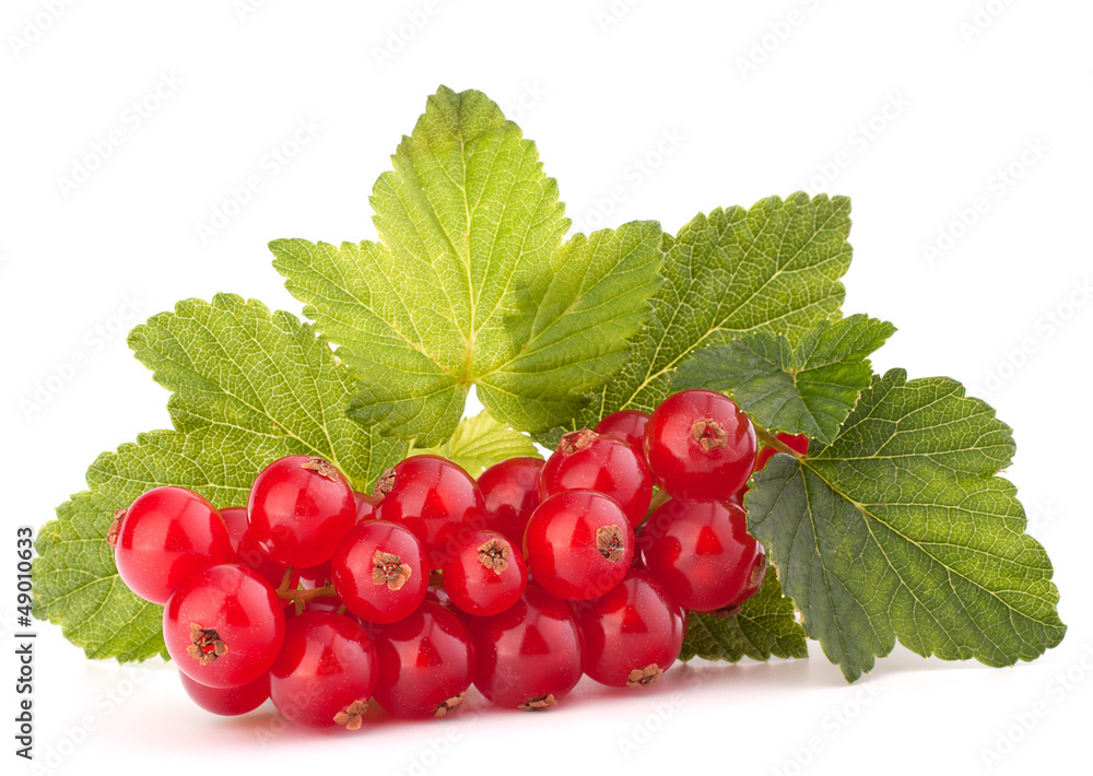 Red currants and green leaves still life Red currants and green leaves still life