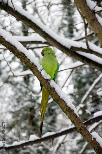 Wallpaper Mural perruche à collier en hiver, forêt de France Torontodigital.ca