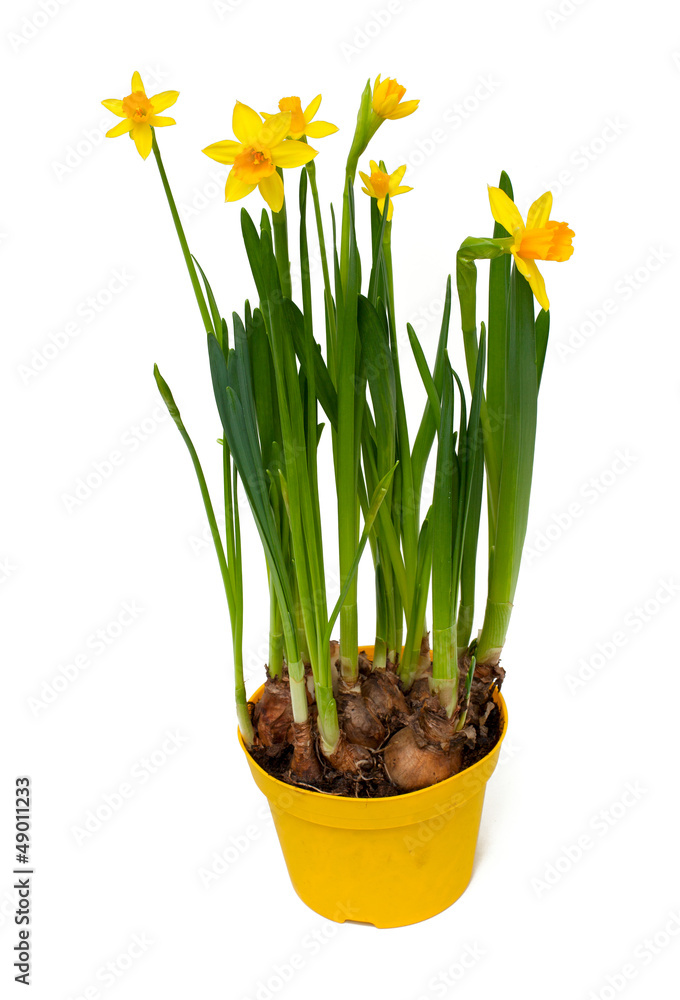 yellow daffodil flowers yellow daffodil flowers