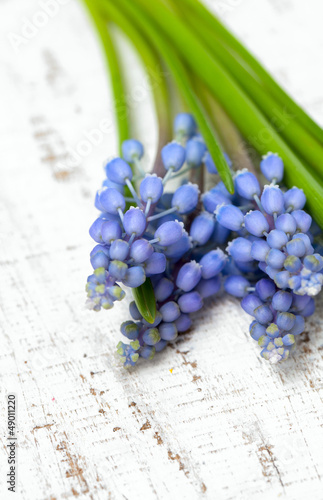 muscari flowers on wooden table photo