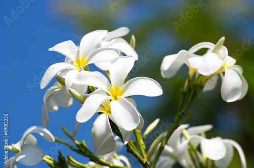 white plumeria flowers