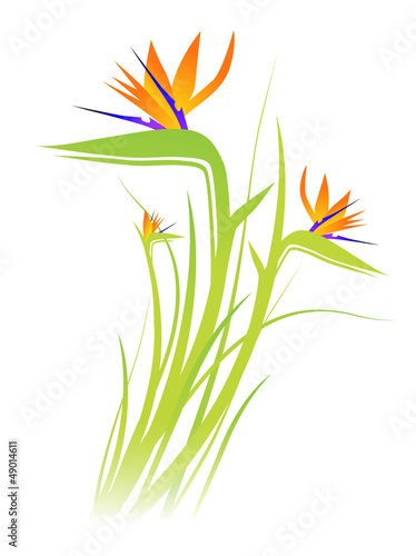 Bird of Paradise Flower (Strelitzia)