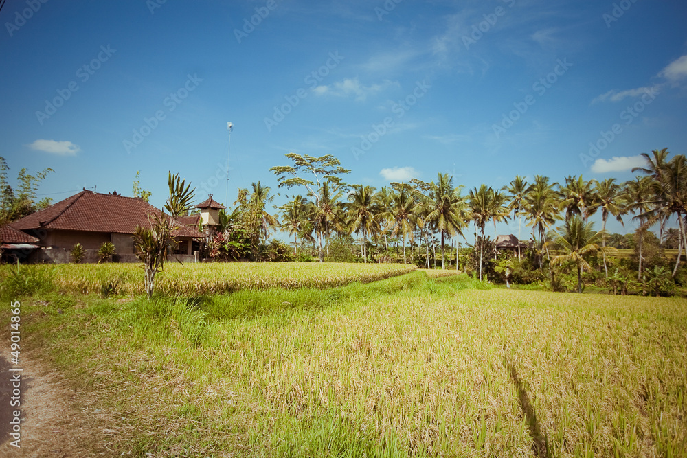 Rice Fields, Bali, Indonesia Rice Fields, Bali, Indonesia