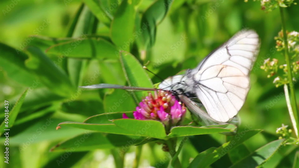 white butterflies copulate on flower - aporia crataegi white butterflies copulate on flower - aporia crataegi