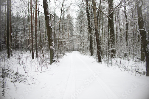 path in the woods in winter
