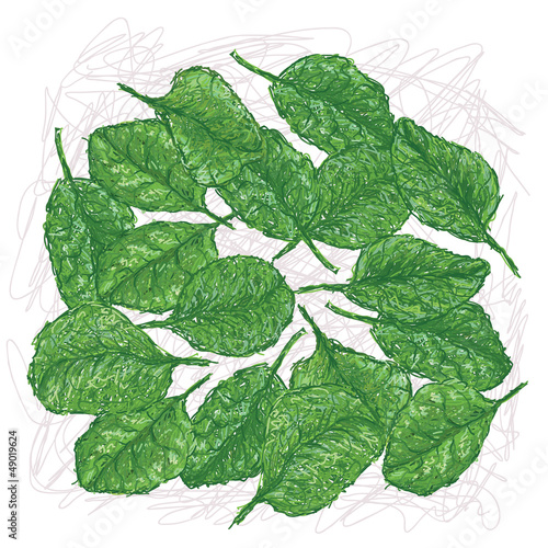 spinach